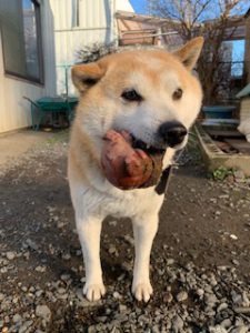 癒し犬 スタッフブログ 自然素材とデザインにこだわった家をつくる茨城県 鹿嶋市 神栖市 潮来市 の建築会社 工務店 プラスデザイン